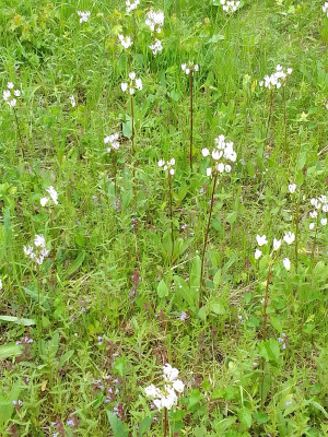 Wiese mit Götterblumen
