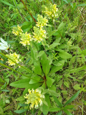 Klappertopf/ Rhinanthus