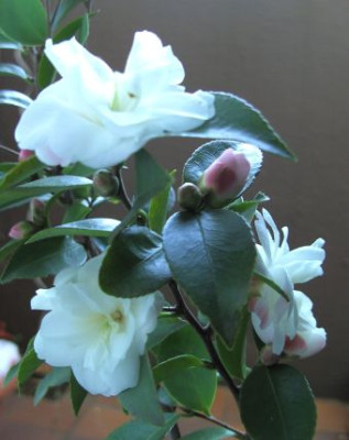 BILD7823.JPG