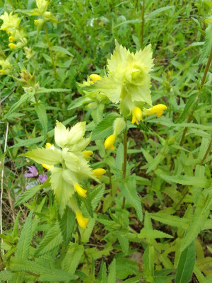 Wiesenpflanze