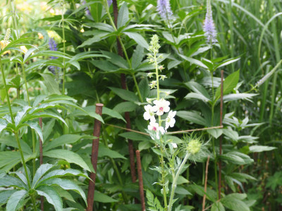 Verbascum blattaria fo. albiflorum P6200551.JPG