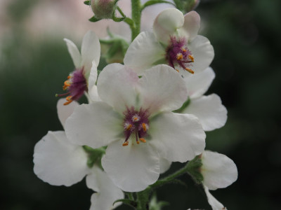 Verbascum blattaria fo. albiflorum P6200550.JPG