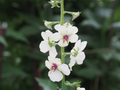 Verbascum blattaria fo. albiflorum P6200547.JPG