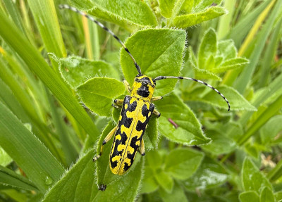 Gefleckter Schmalbock.jpg