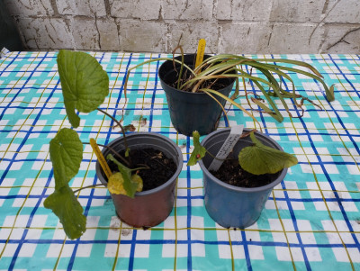 Treffen_Schwerte_Gartenlady.jpg
