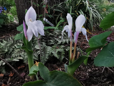 IMG_20230609_171543_Roscoea humeana alba.jpg
