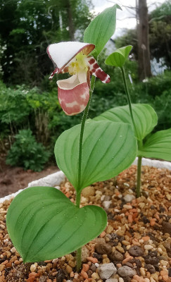 IMG_20260517_171827_Cypripedium Karo alaskanum x guttatum.jpg