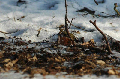 17.01._2009_006_suchbild.jpg