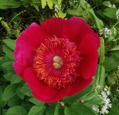 IMG_20260519_163135_Paeonia Anemoniflora.jpg