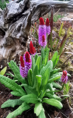 IMG_20260520_191629_Primula vialii.jpg