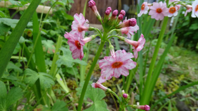 DSC00967.JPG