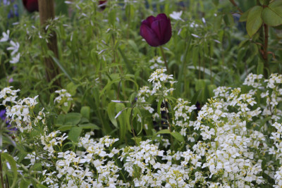 TulpedunkelviolettArabis.JPG