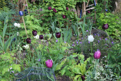 Tulpen gemischt RHuegel2.JPG