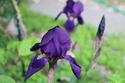 Iris dunkelBuero7.JPG