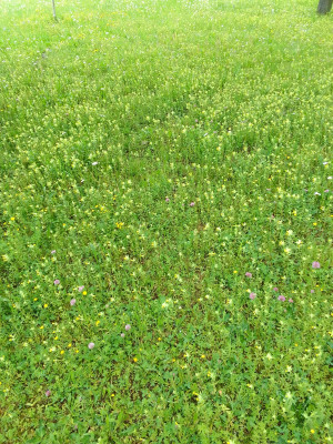 Wiesenblumen