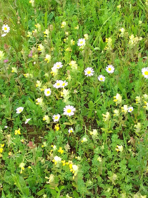 Wiesenblumen