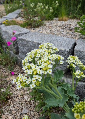 20260518_115936_kl Crambe Lilywhite.jpg