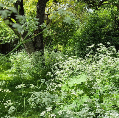 20260518_115657_kl Wiesenkerbel.jpg