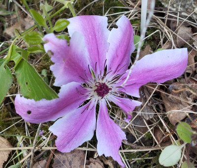 260521_Clematis.jpg