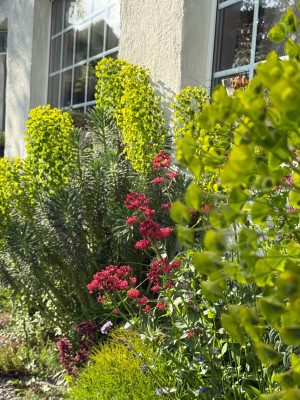 Euphorbia characias ssp. wulfenii, Centranthus ruber, Pontechium maculatum