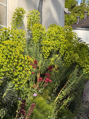 Euphorbia characias ssp. wulfenii, Centranthus ruber, Pontechium maculatum