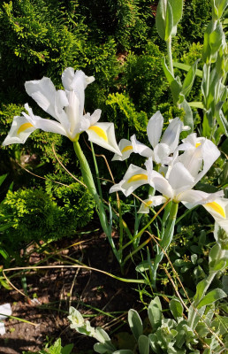 Iris Hollandica
