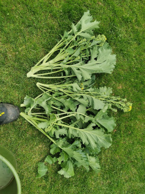Cima di rapa 20260521 Ernte.jpeg