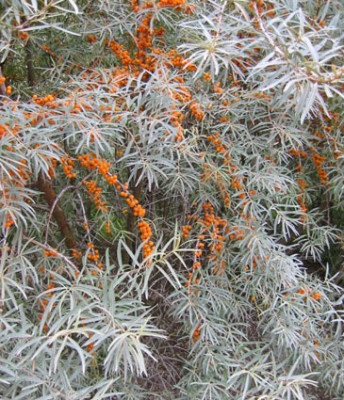 Hippophae-rhamnoides.jpg