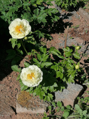 IMG_20260522_170719.jpg