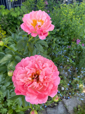 IMG_9168.jpeg