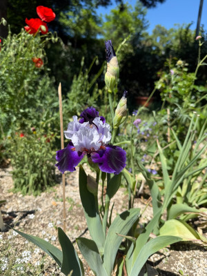 IMG_9175.jpeg