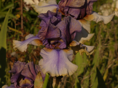 P1080541.JPG