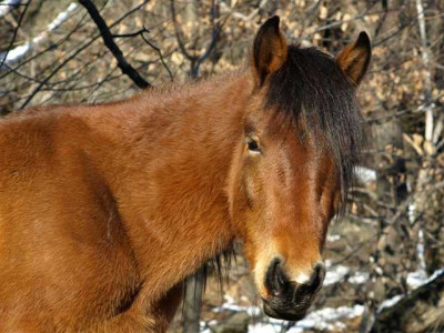 K640_P1105464.JPGhengst_junior.JPG