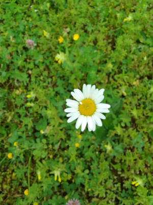 Eine schöne