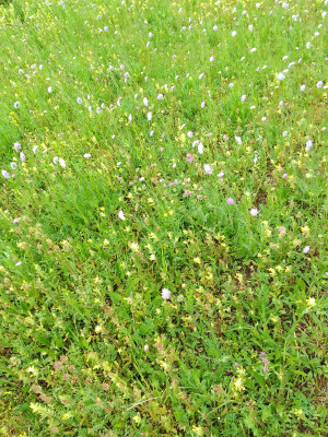 Blumenwiese