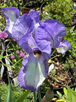 IMG_3393.jpeg