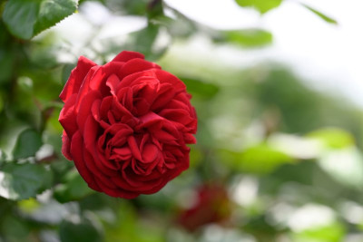 Rose-an-Pfingsten-Mai2326_033_01.JPG