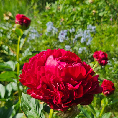 Paeonia Henry Bockstoce 20260523_162759.jpg