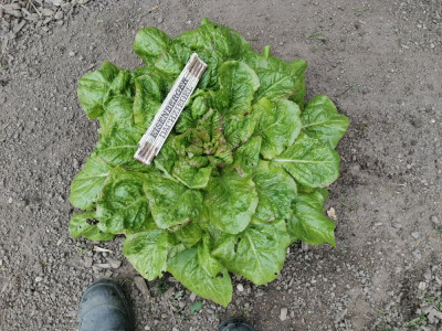 Salat 20260523.jpeg