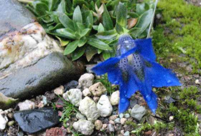18.1.09._Gentiana_acaulis_.JPG