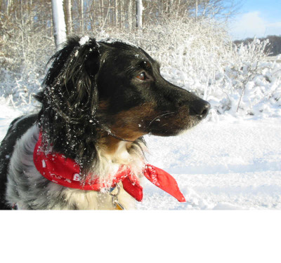 Dickie_Schneeportrait.jpg