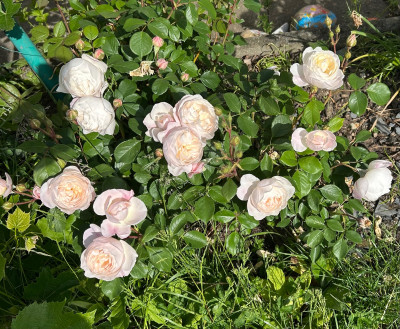 IMG_4339.jpeg