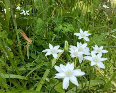 260524_Sternchen.jpg