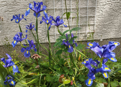 260524_IrisBlau.jpg