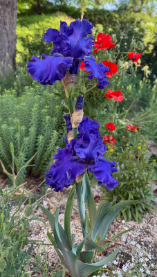 IMG_9204.jpeg