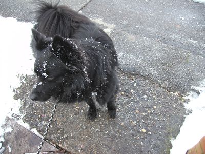 Schneegesicht.jpg