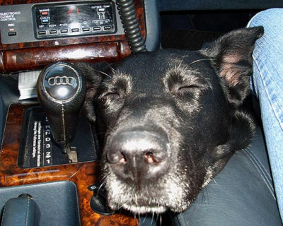 hundschmollt.jpg
