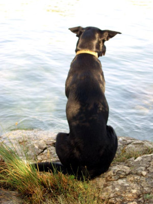 hund-wartet.jpg
