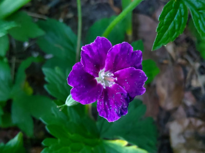 Geranium Tony's Talisman.jpg