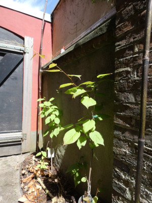 P1010056.JPG